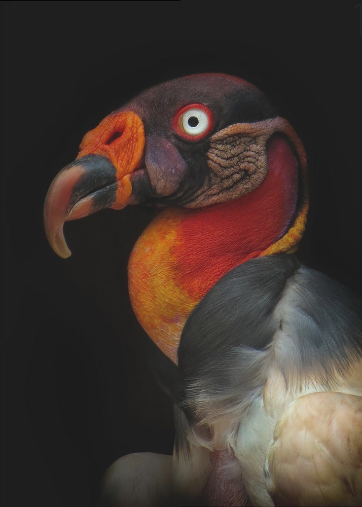 King vulture-Sarcoramphus papa | Canvas