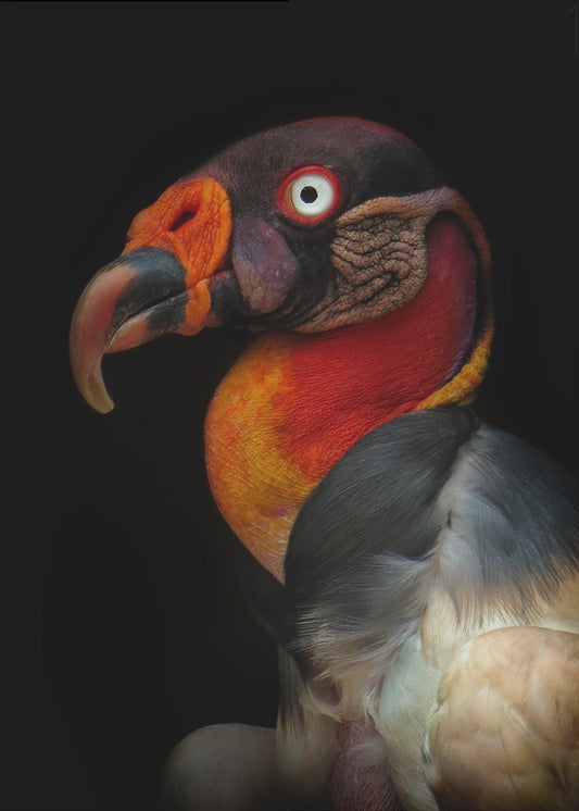 King vulture-Sarcoramphus papa | Canvas