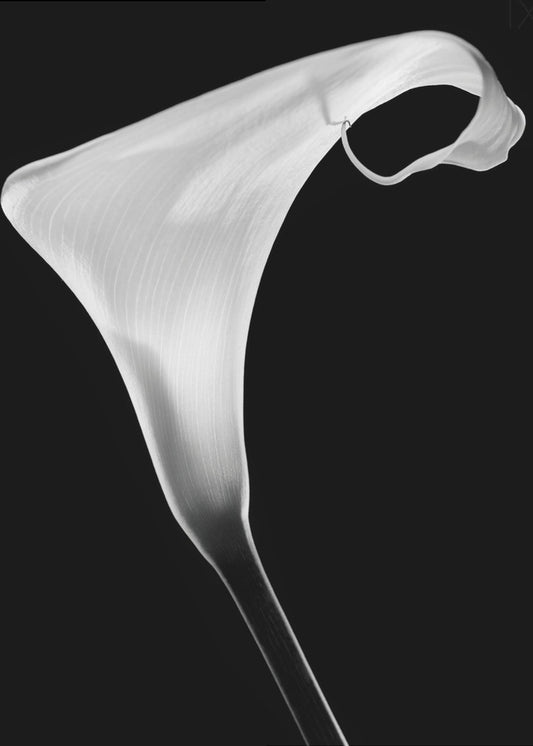Calla | Canvas