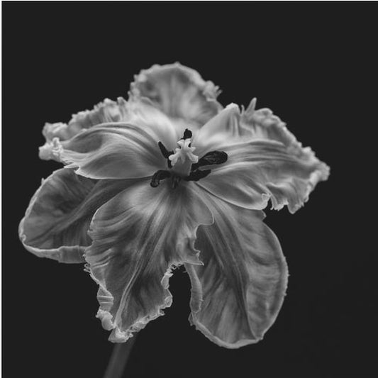 Parrot Tulip | Canvas