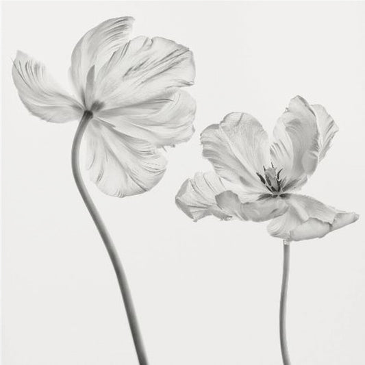 Same tulip : front- and backview | Canvas