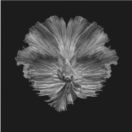 The Flower of tail | Canvas