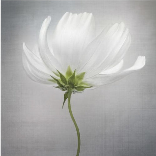 Cosmo *** | Poster - Stampe d’Arte