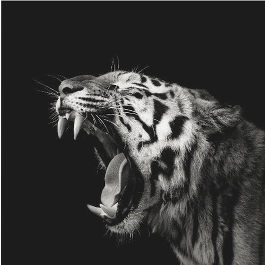 Primal Yawn #4 | Canvas