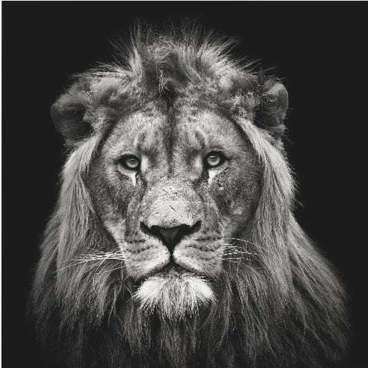 Young Male Lion | Canvas