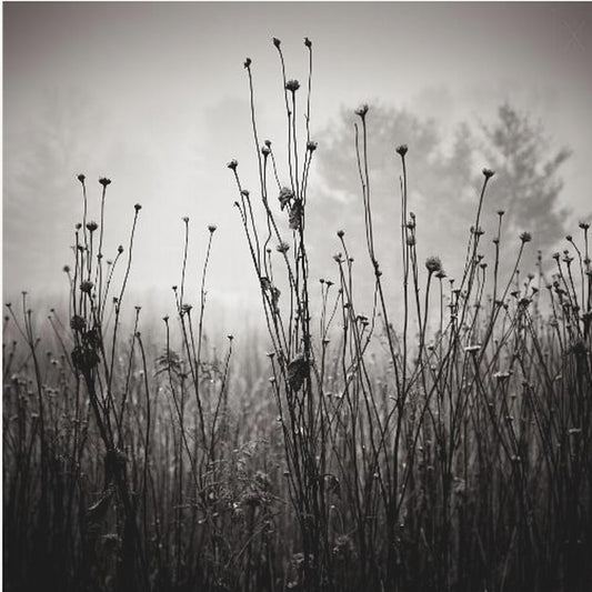 Meadow Plants 1 | Canvas
